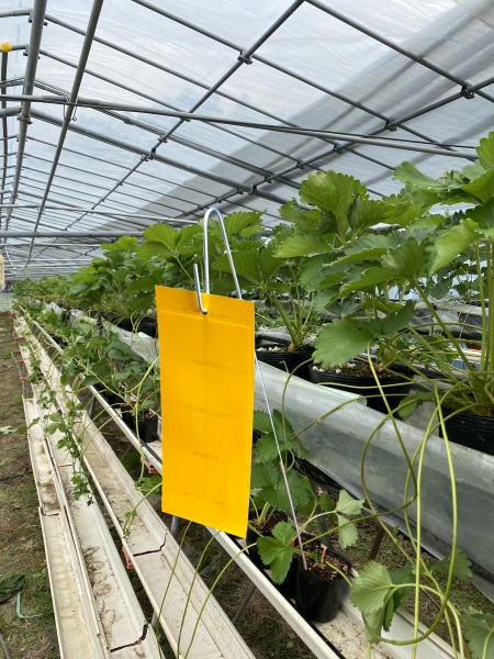 槍木産業 植えまき君 - 屋外照明